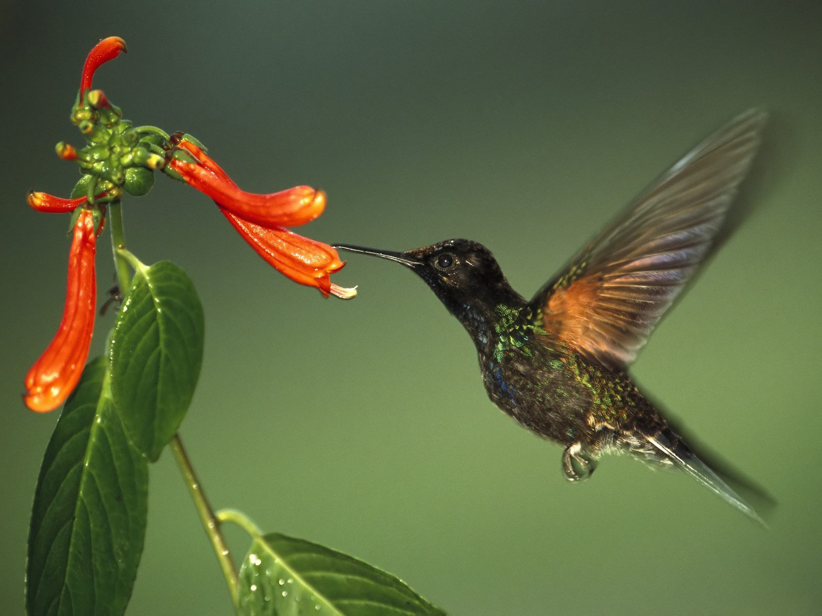 Desktop Hummingbird Image