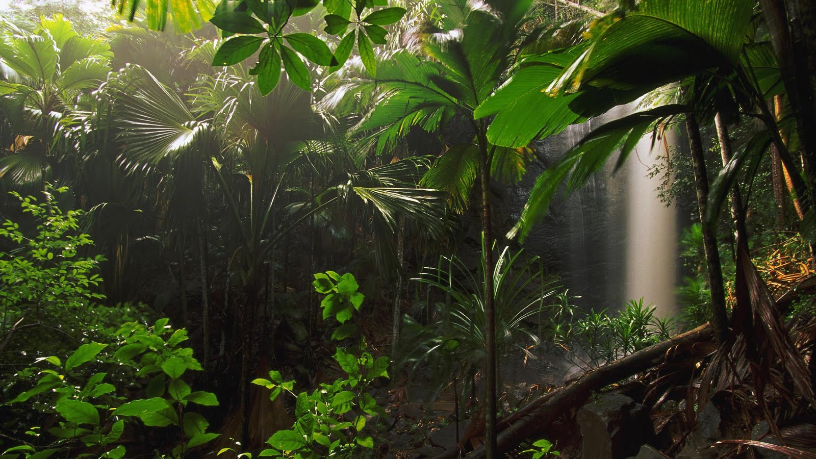 HD Jungle Wallpaper