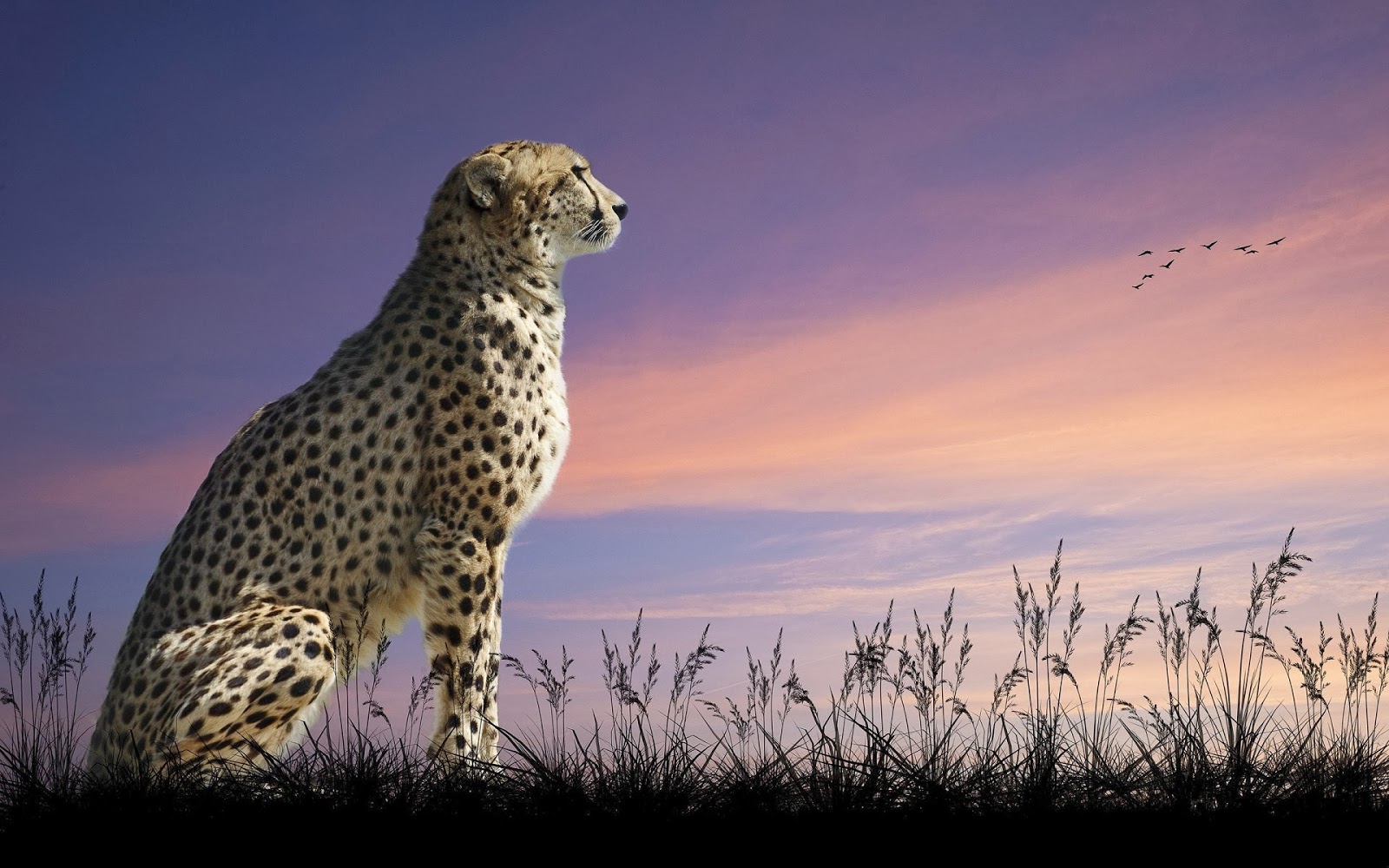 Sitting Cheetah Desktop Wallpaper HD Animals