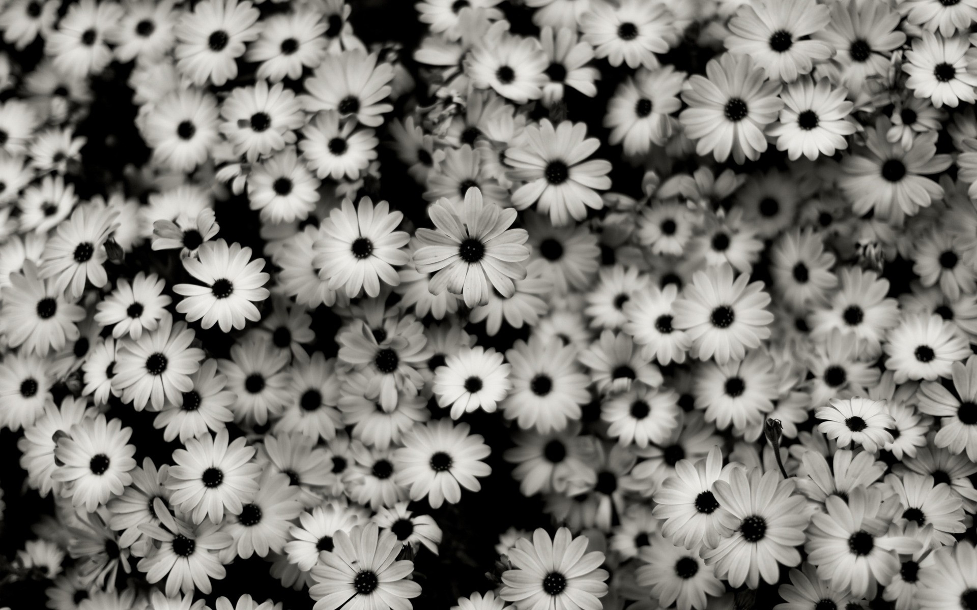 48+] Black and White Wallpapers Tumblr - WallpaperSafari