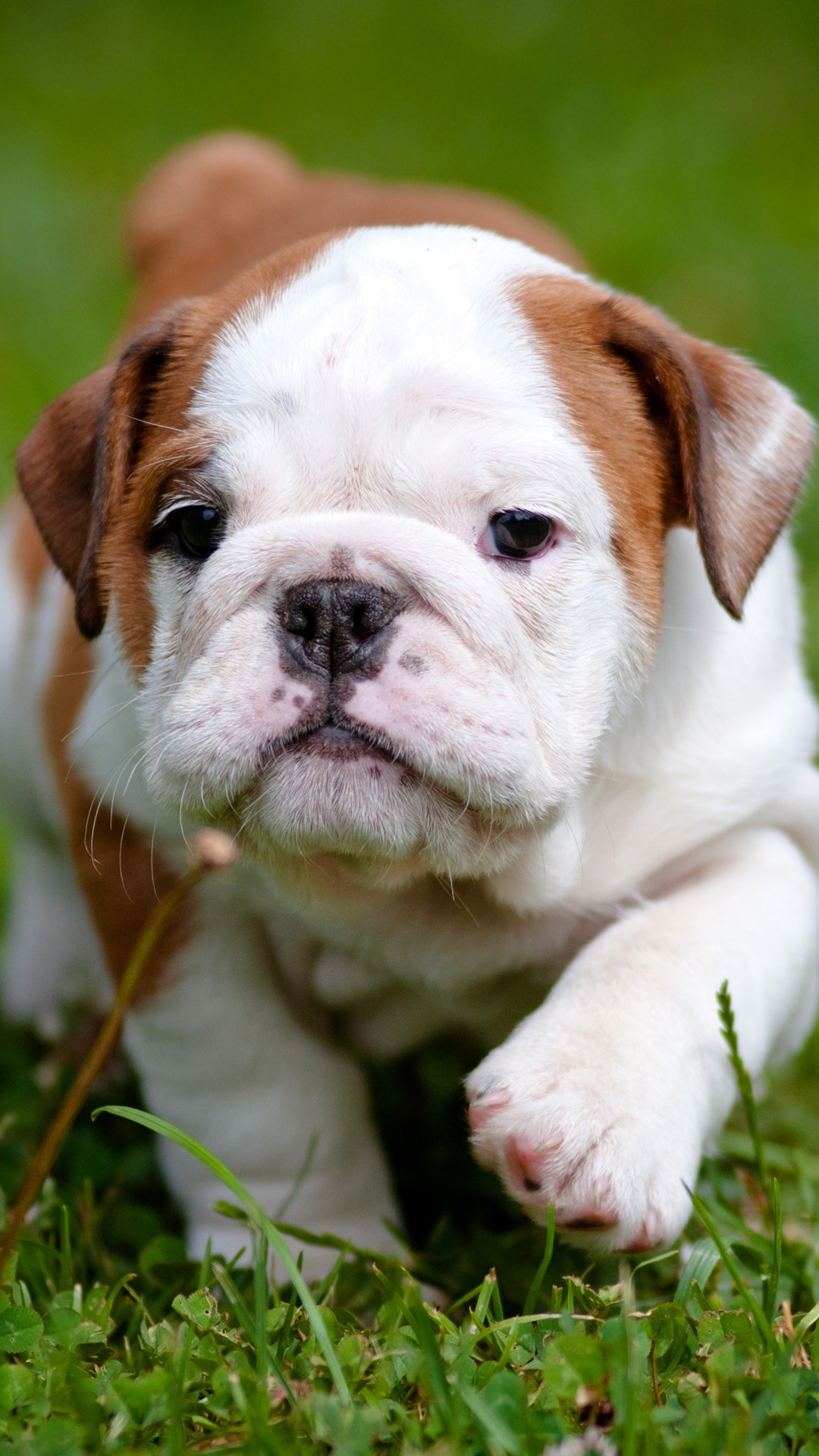 Bulldog Puppy Htc One Wallpaper Best And