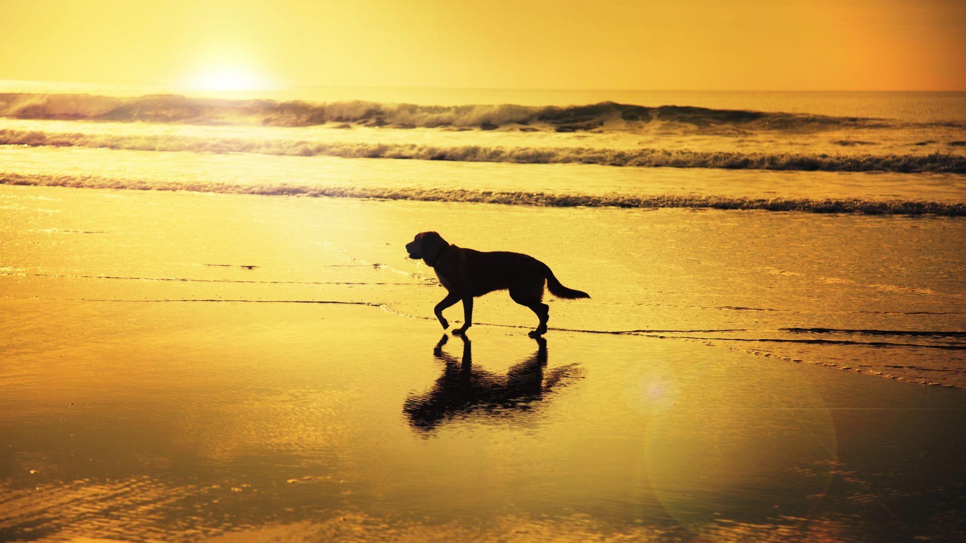Desktop Wallpaper Dog Horizon Sunset Beach Sea Nature HD
