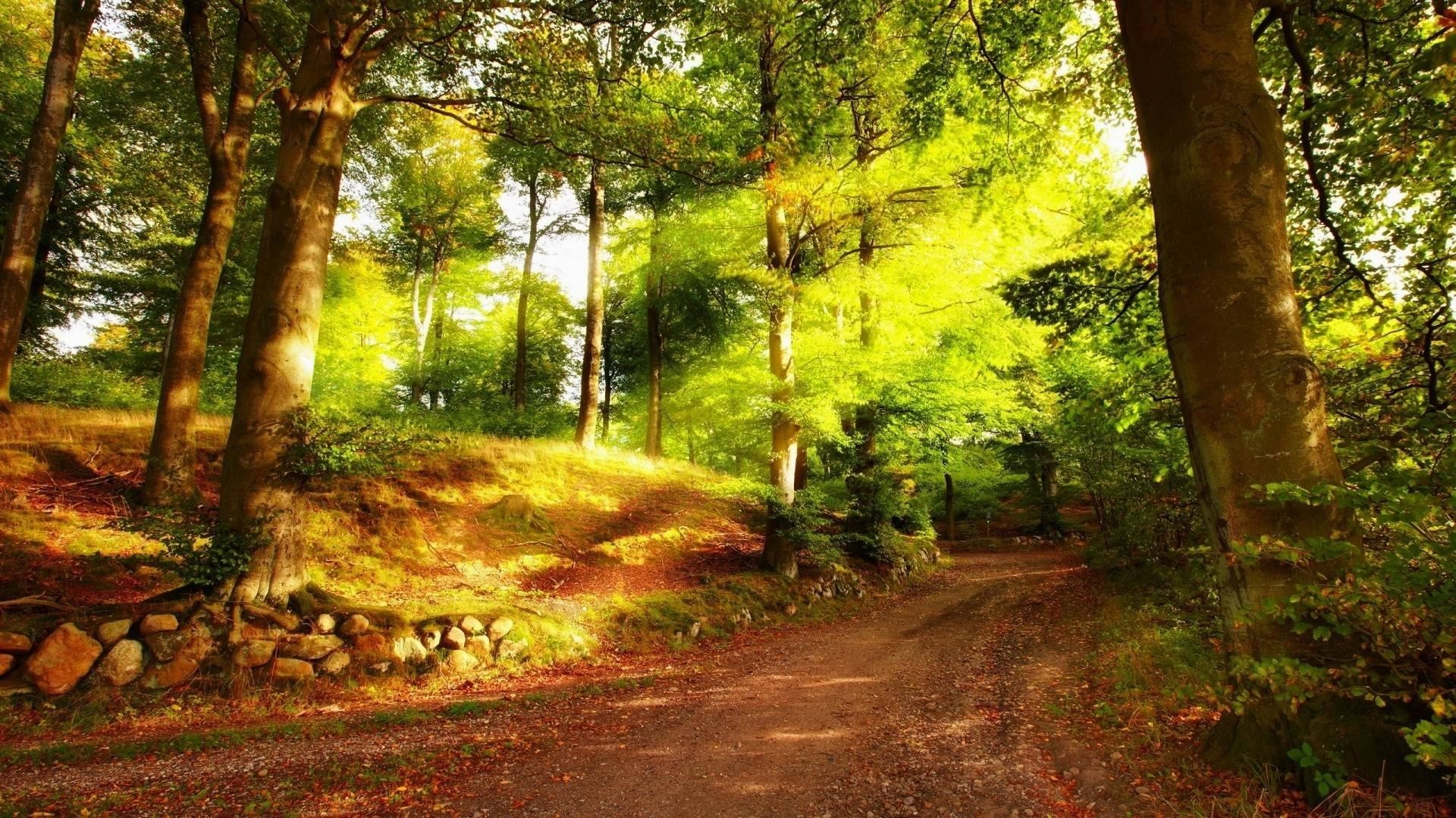 A scenic pathway through a lush summer forest, dappled with sunlight