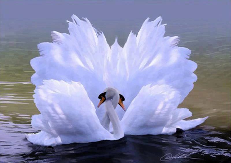 Swan Love Beautiful Pictures Photo