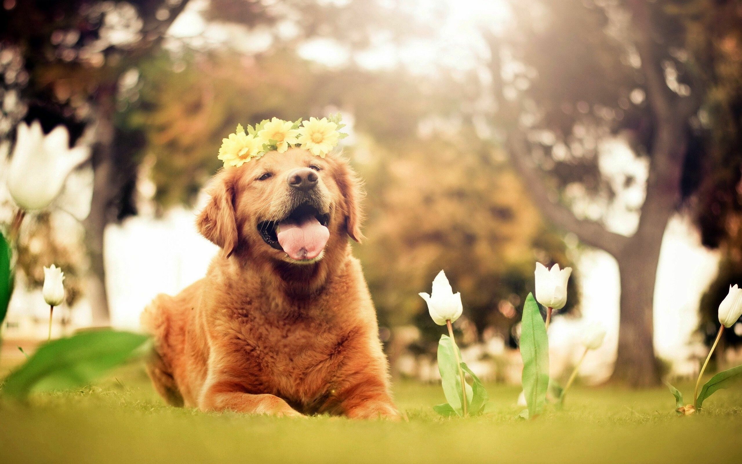 Dog Aesthetic Wallpaper
