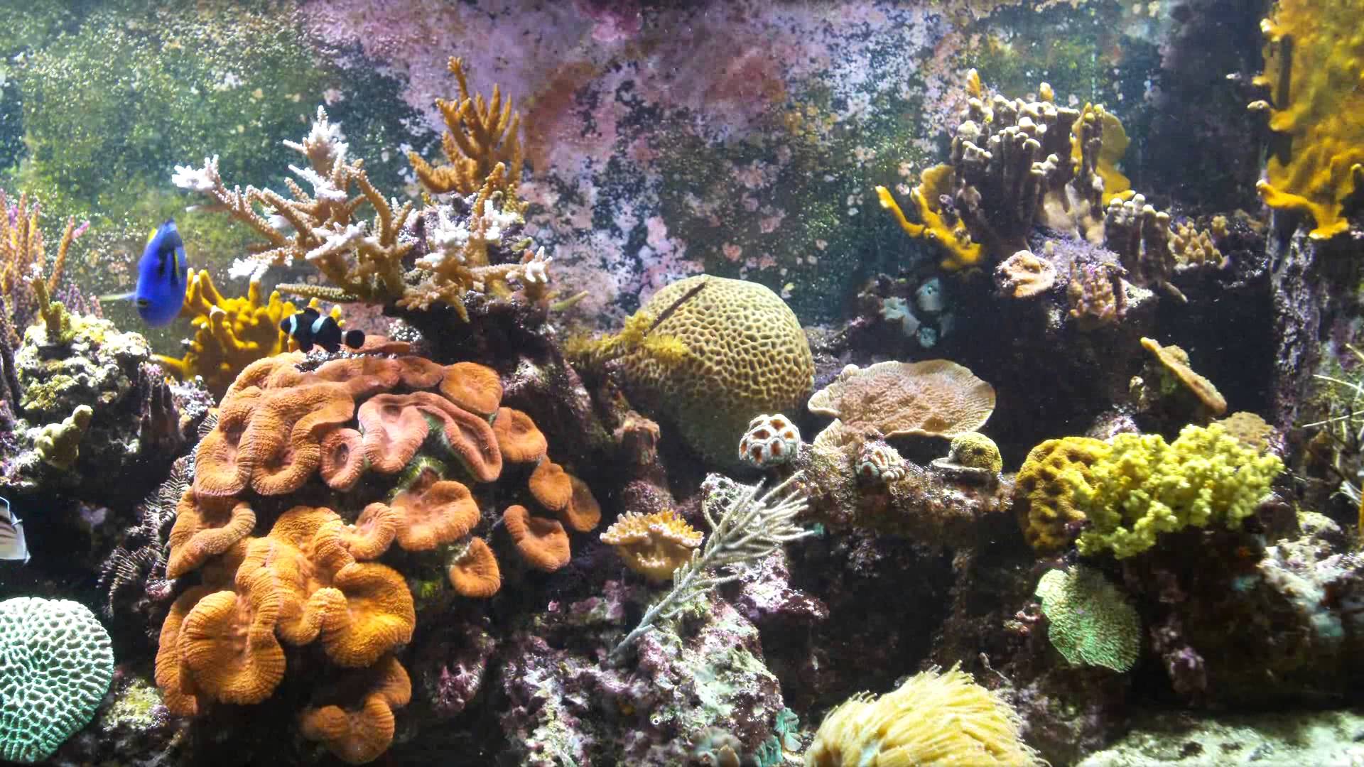 Dreamscene Live Wallpaper Aquarium 1080p