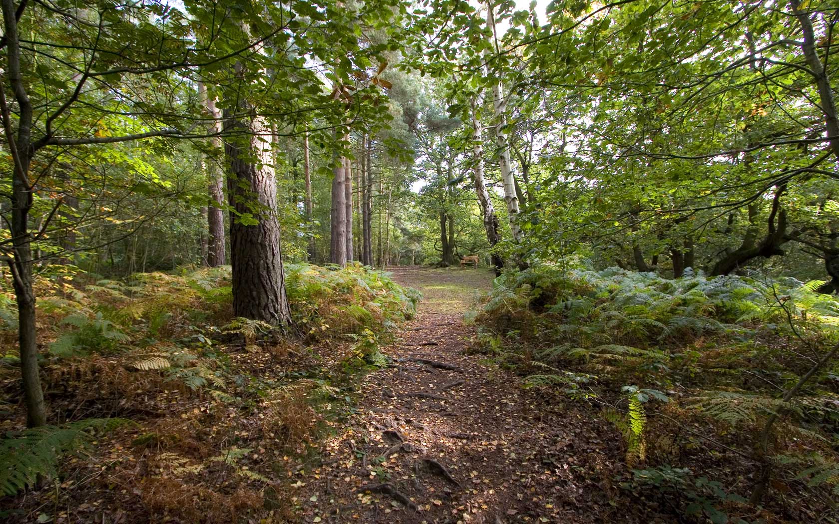Countryside Autumn Woodland Background Landscapes Background