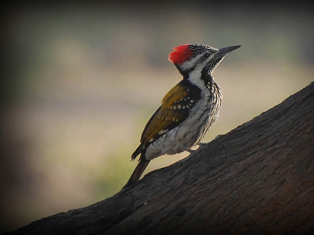 Woodpecker Wallpaper Animals Town