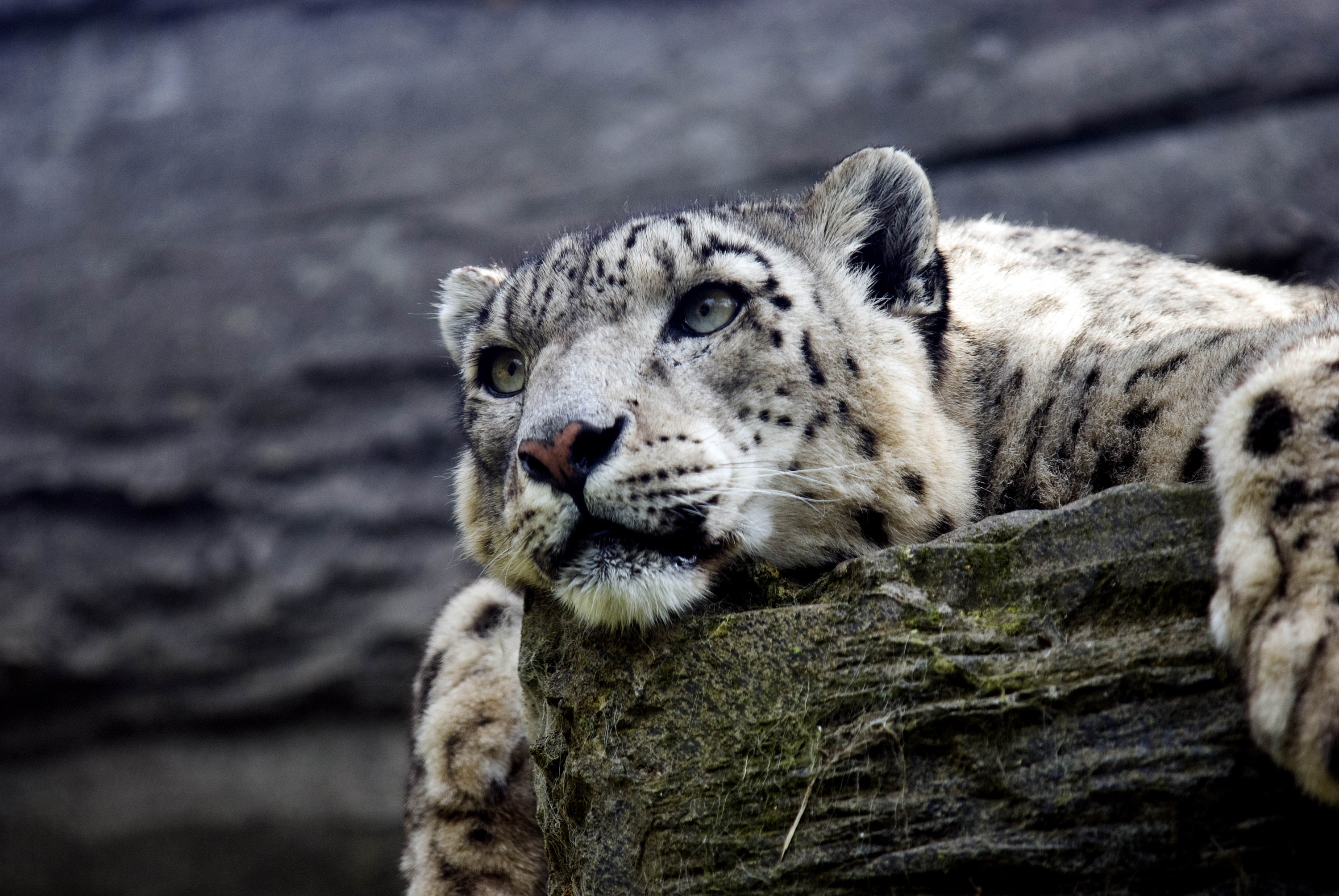Close-up of a snow leopard resting its head on a rock