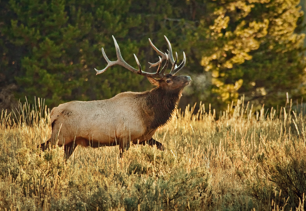 Elk Hunting Wallpaper Bull In Rut