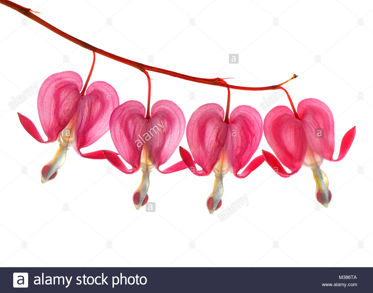 An Uncluttered Raceme Of Isolated Bleeding Heart Flowers Against A