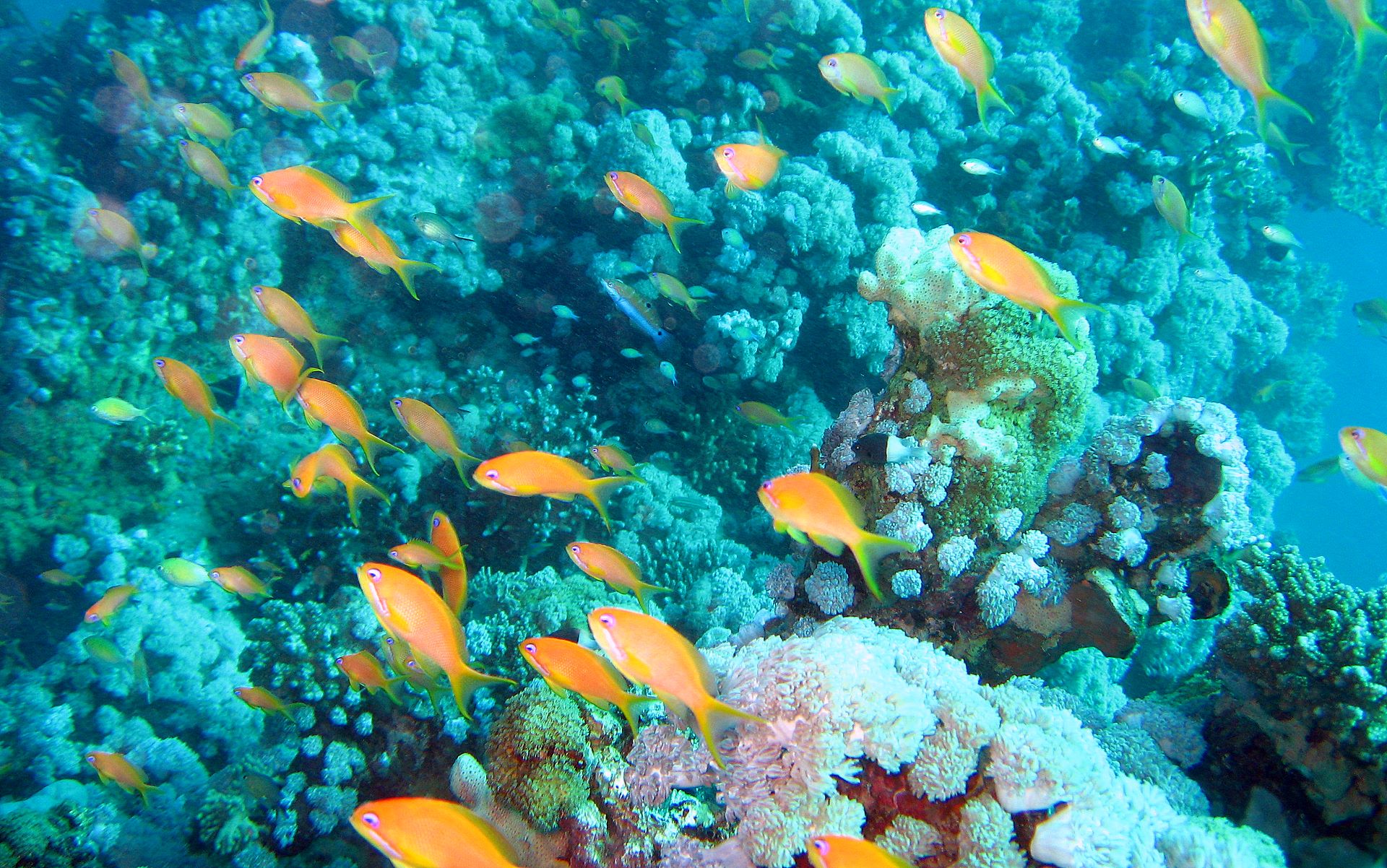 Underwater Reef Aquarium