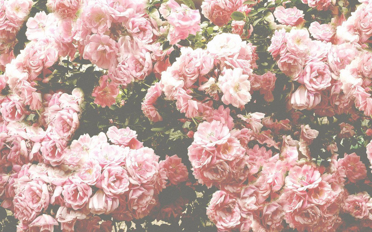 Flower Aesthetic Pc Wallpaper On