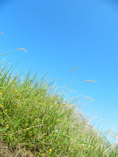 Grass And Sky Background Stock Photo Public Domain Pictures