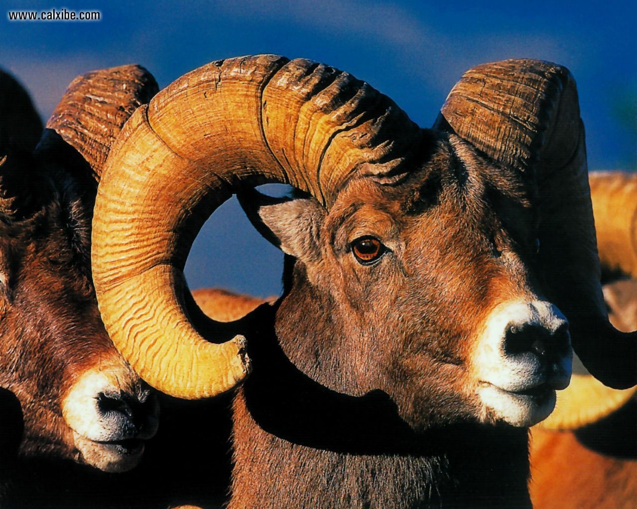 Animals Wildlife Rocky Mountain Bighorn Sheep Desktop Wallpaper