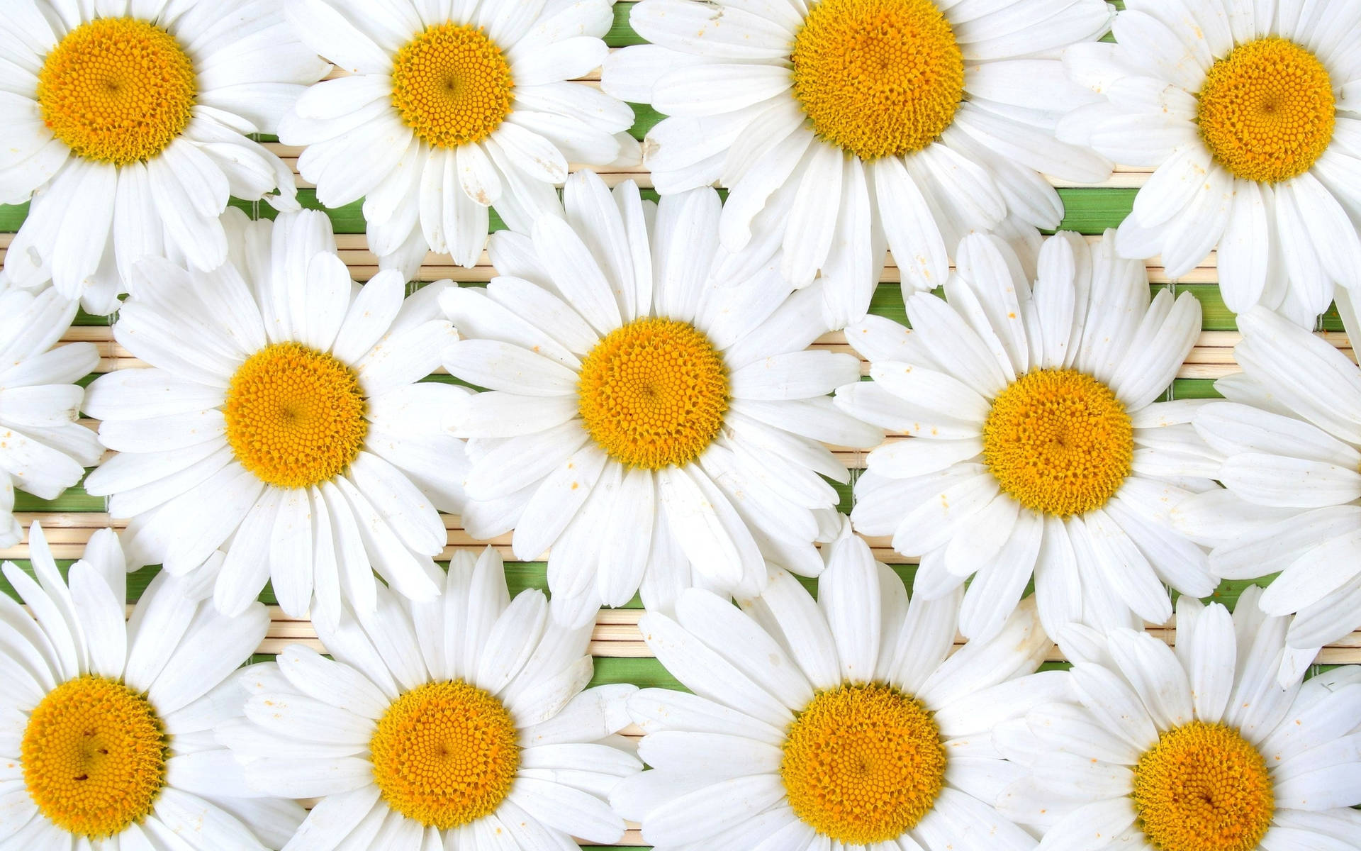 Daisy Aesthetic Computer Wallpaper