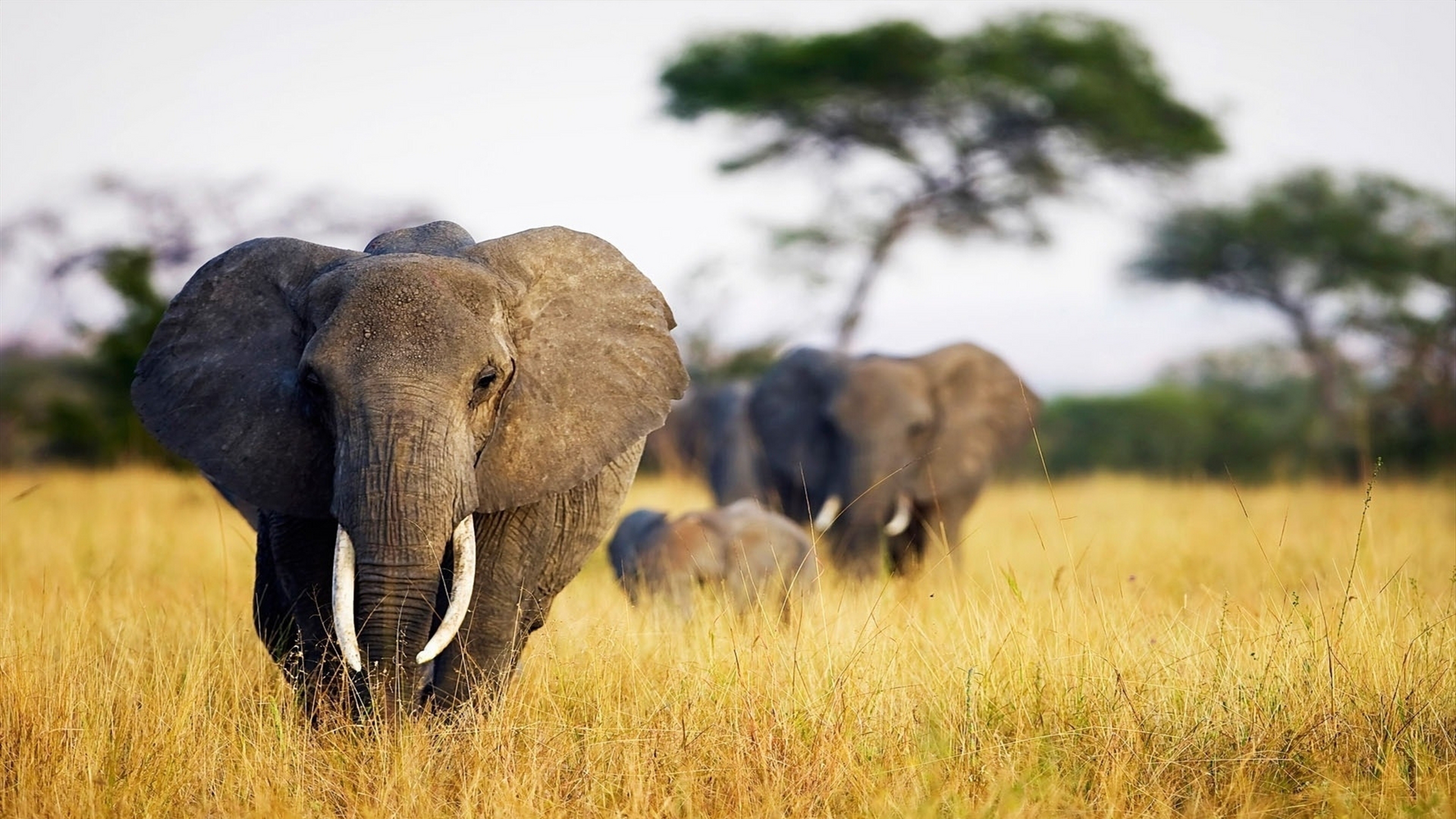  Elephant Grass Walk Africa Field Wallpaper Background 4K Ultra HD 3840x2160