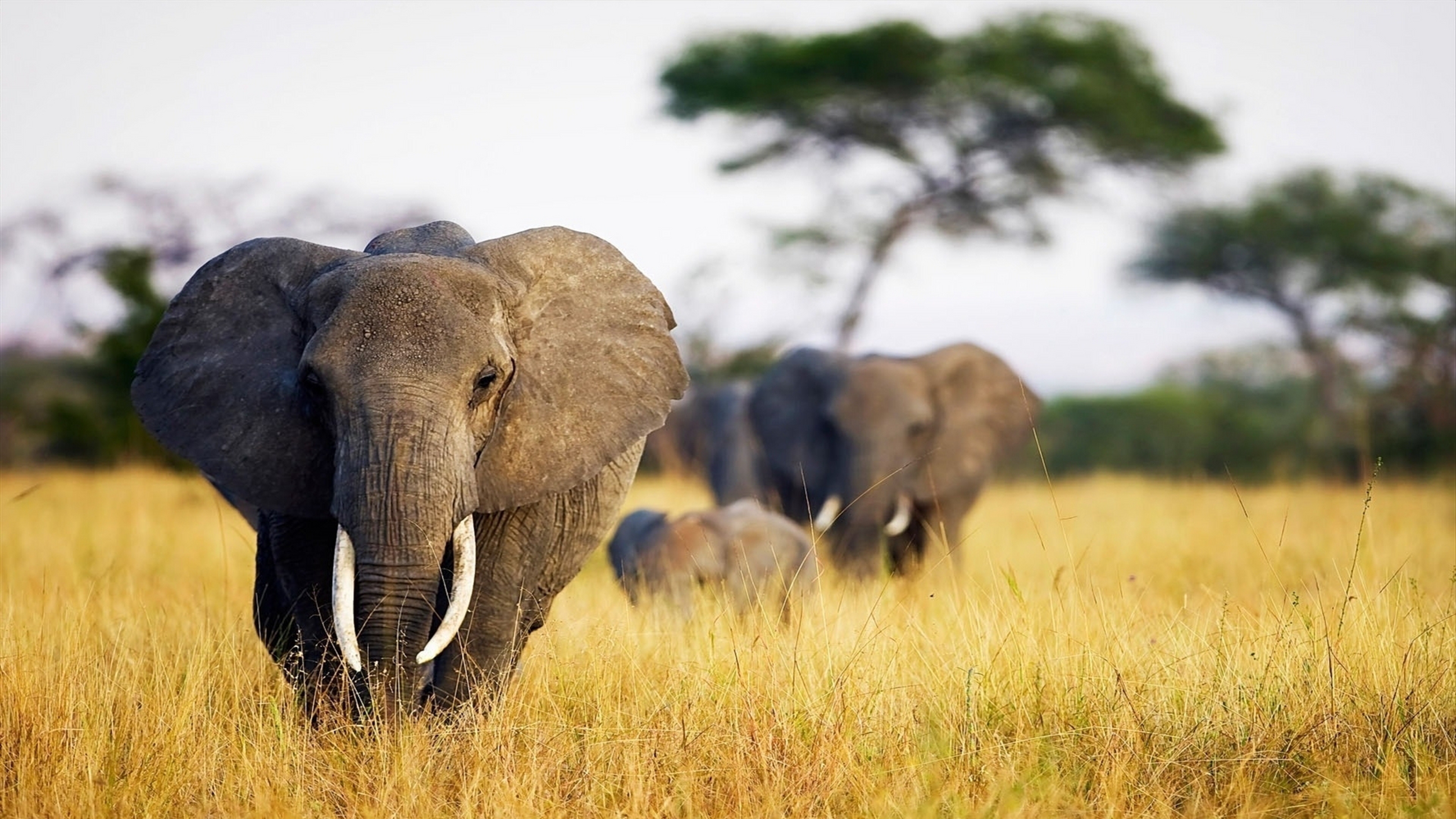 Elephant Grass Walk Africa Field Wallpaper Background 4k Ultra HD