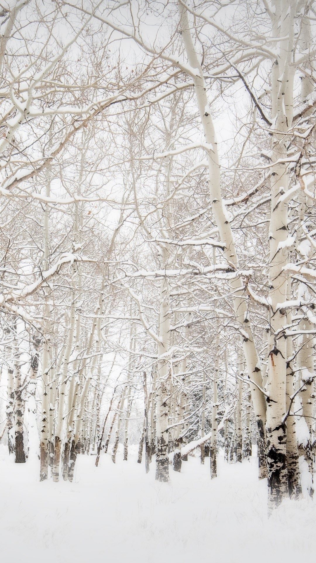 Trees Winter Landscape iPhone Plus HD Wallpaper Ipod