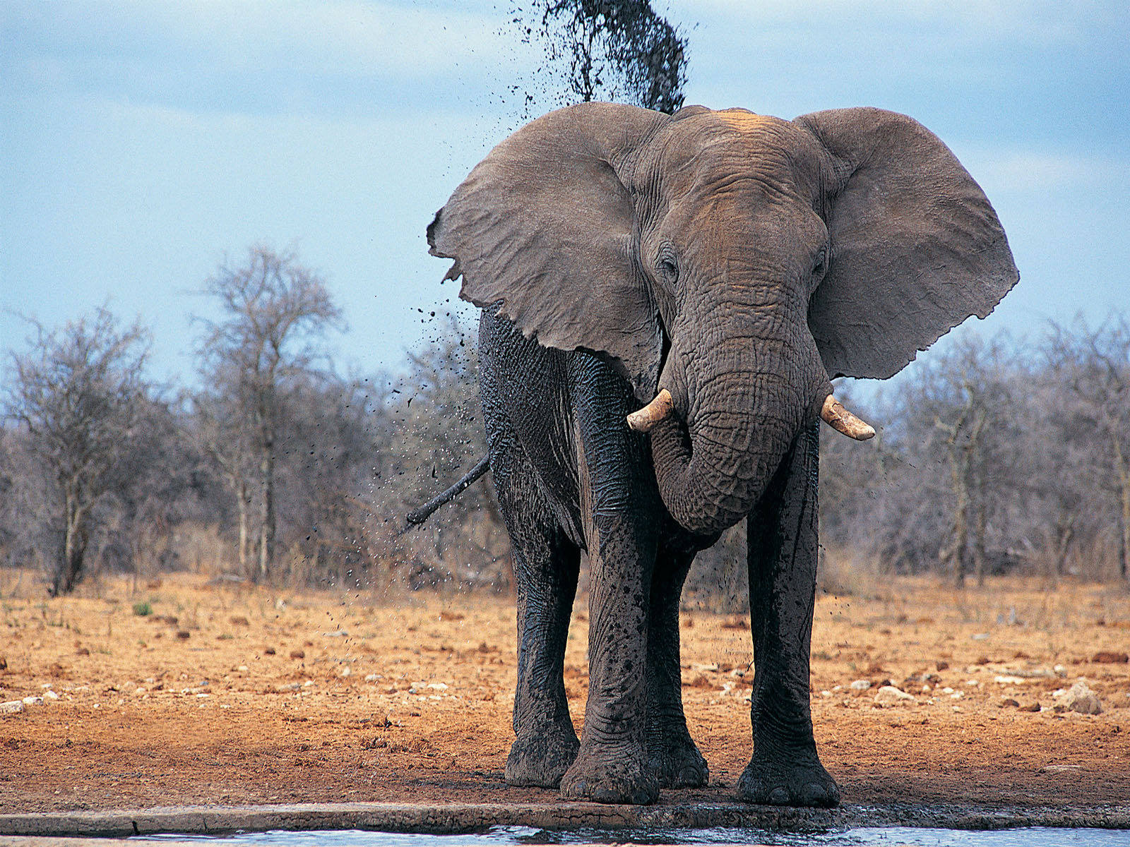 Elephant NATURE OF THE WORLD
