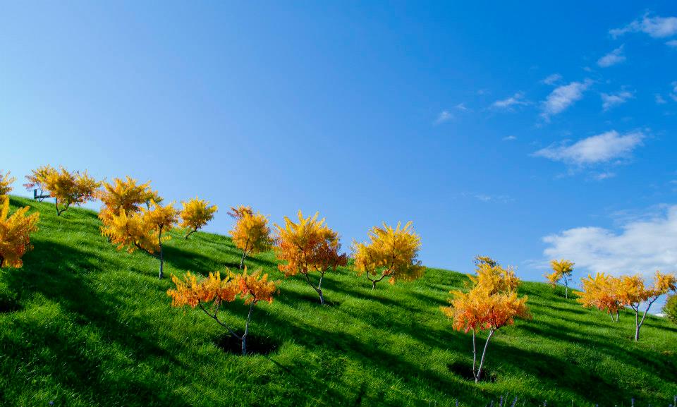 Kelowna Countryside Wine Vineyard Bc Canada Photography Desktop