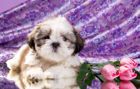 Wallpaper Puppy Flowers Shih Tzu Dog