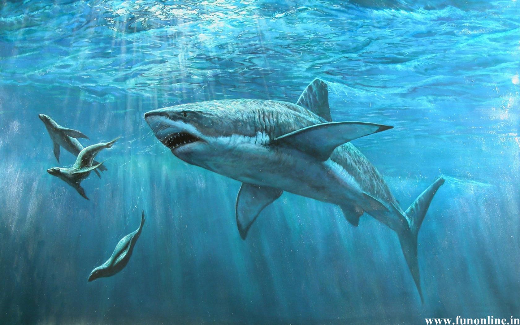 Shark Wallpaper Deadly White Sharks HD