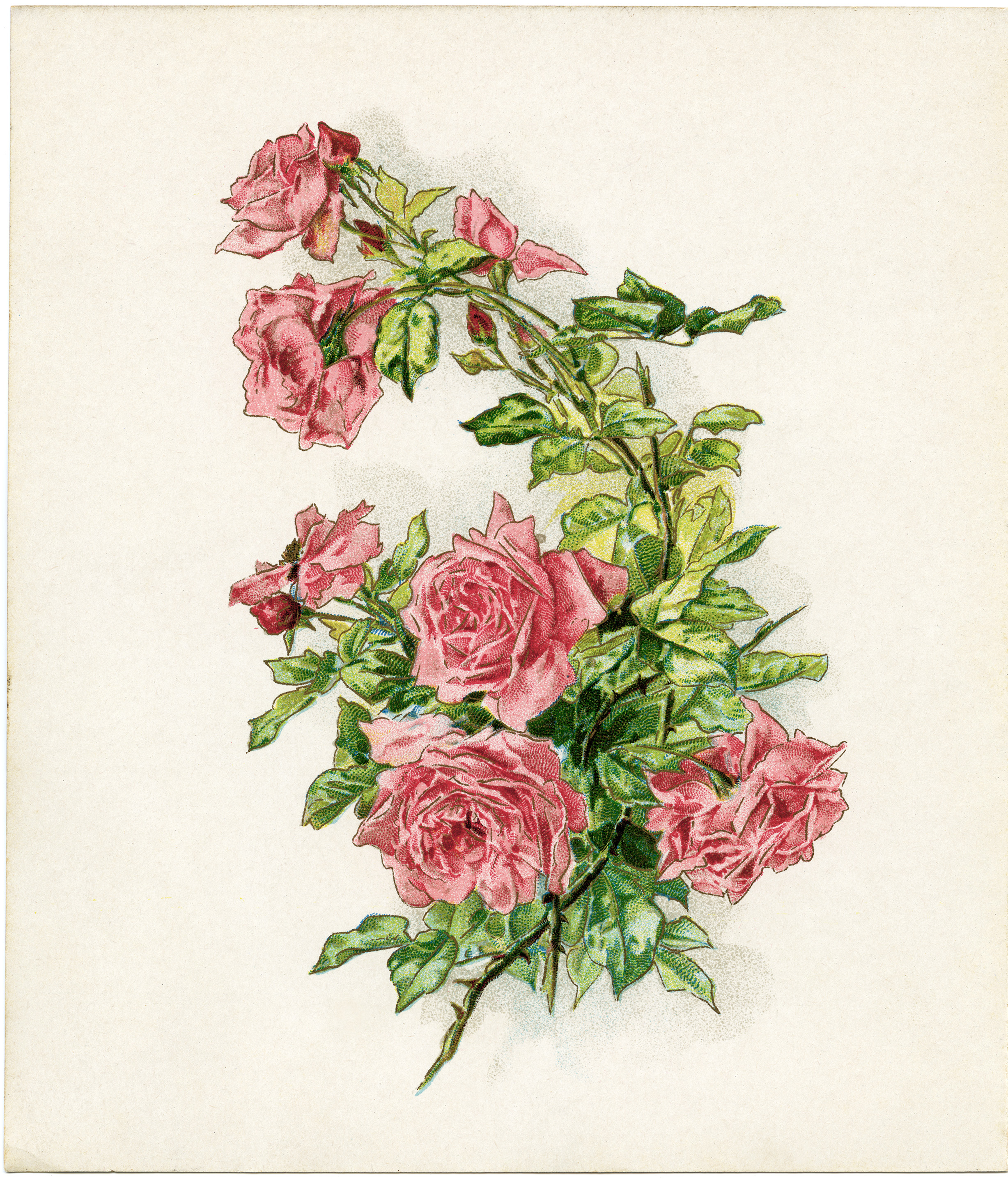 Pictures Vintage Clip Art Rose Pink Roses Illustration Antique Flowers