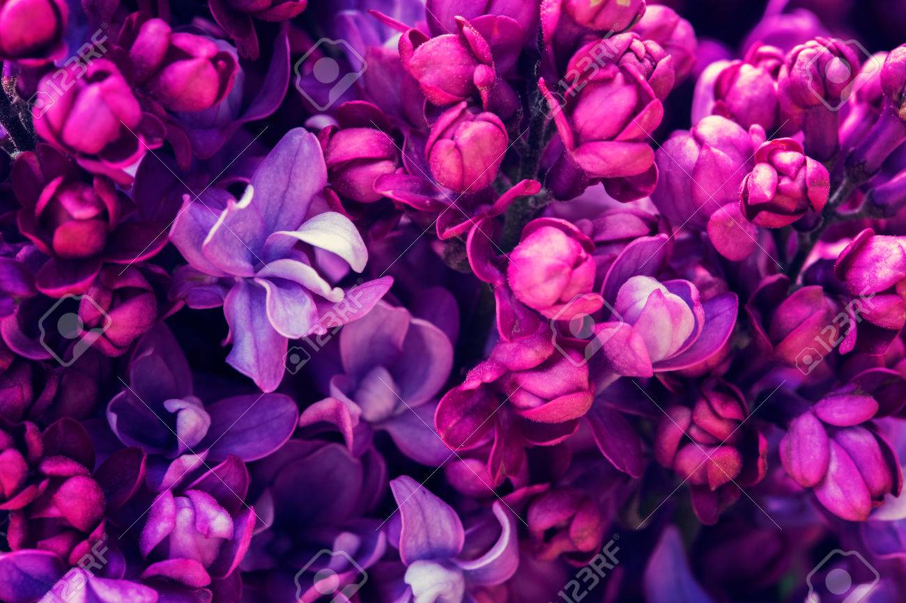 Lilac Flowers Background Stock Photo Picture And Royalty