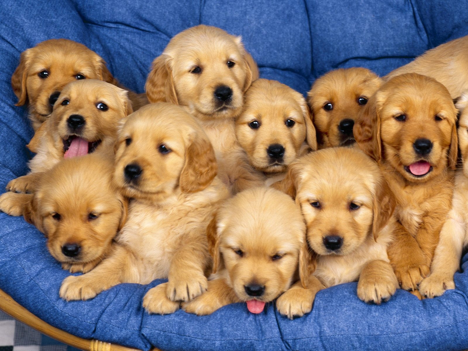 Golden Retriever Puppies X Close