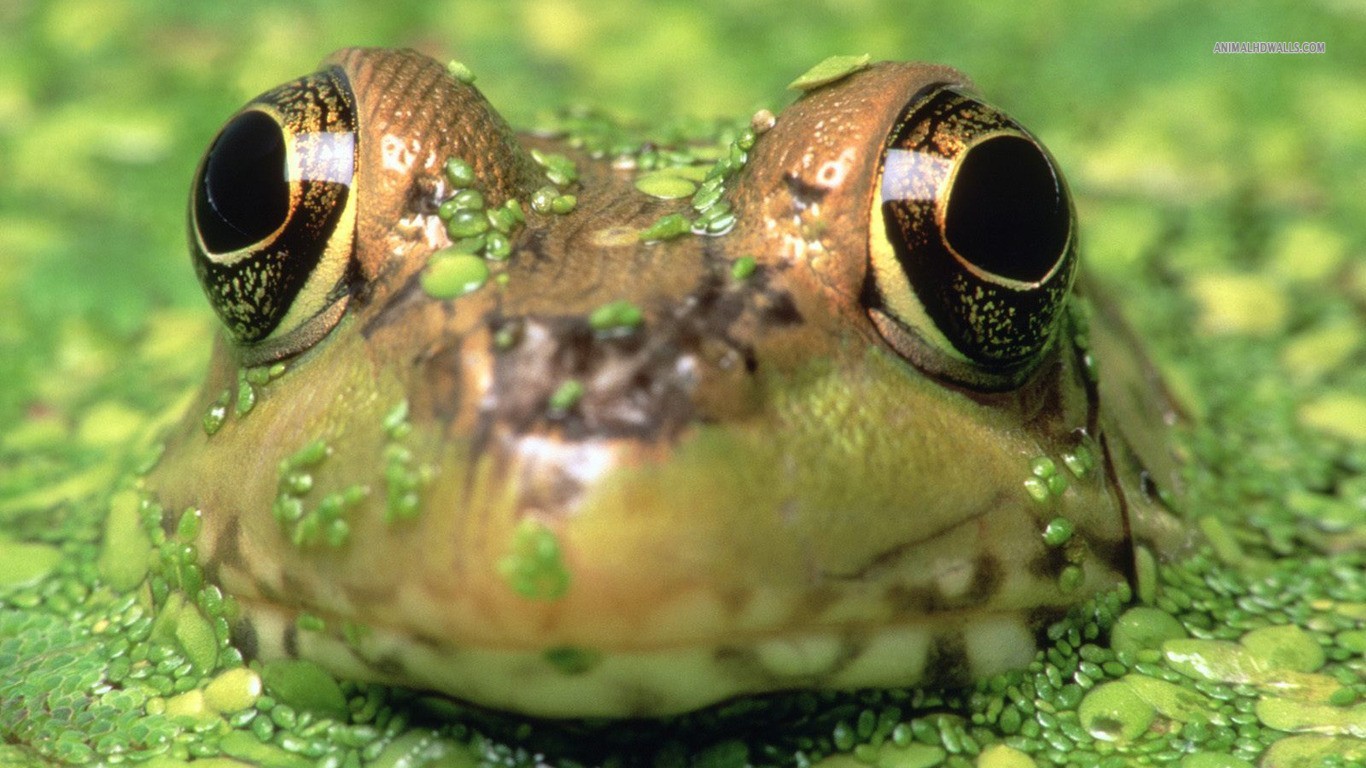 Pc Wallpaper Frogs Frog Hq Background HD
