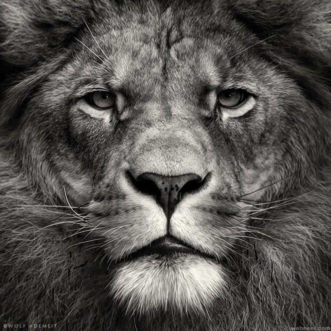 Of A Lion In Black And White Wallpaper Photography