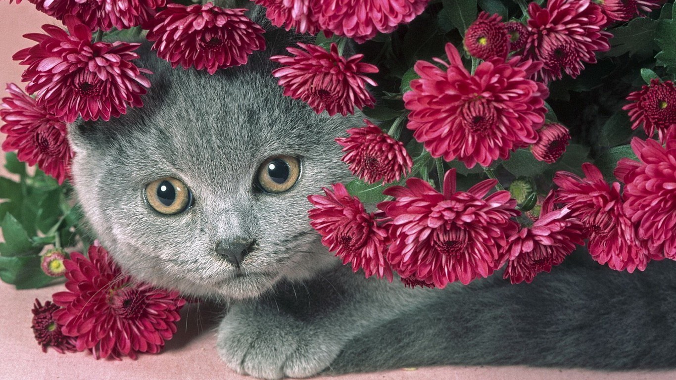 Horses And Cats Cat In Flowers Nature Wallpaper With Resolutions