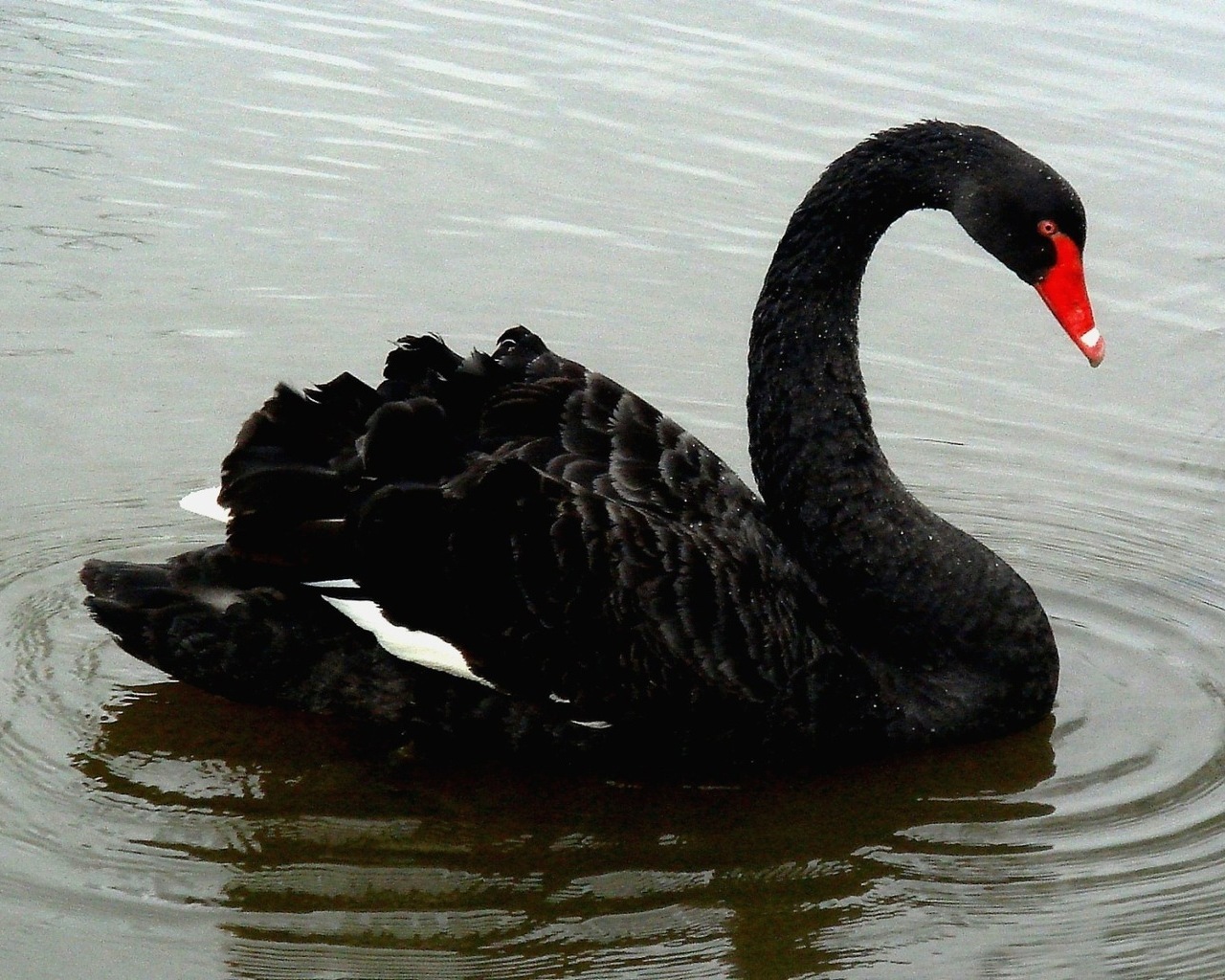 Pictures Black swan birds best pictures on your desktop wallpapers