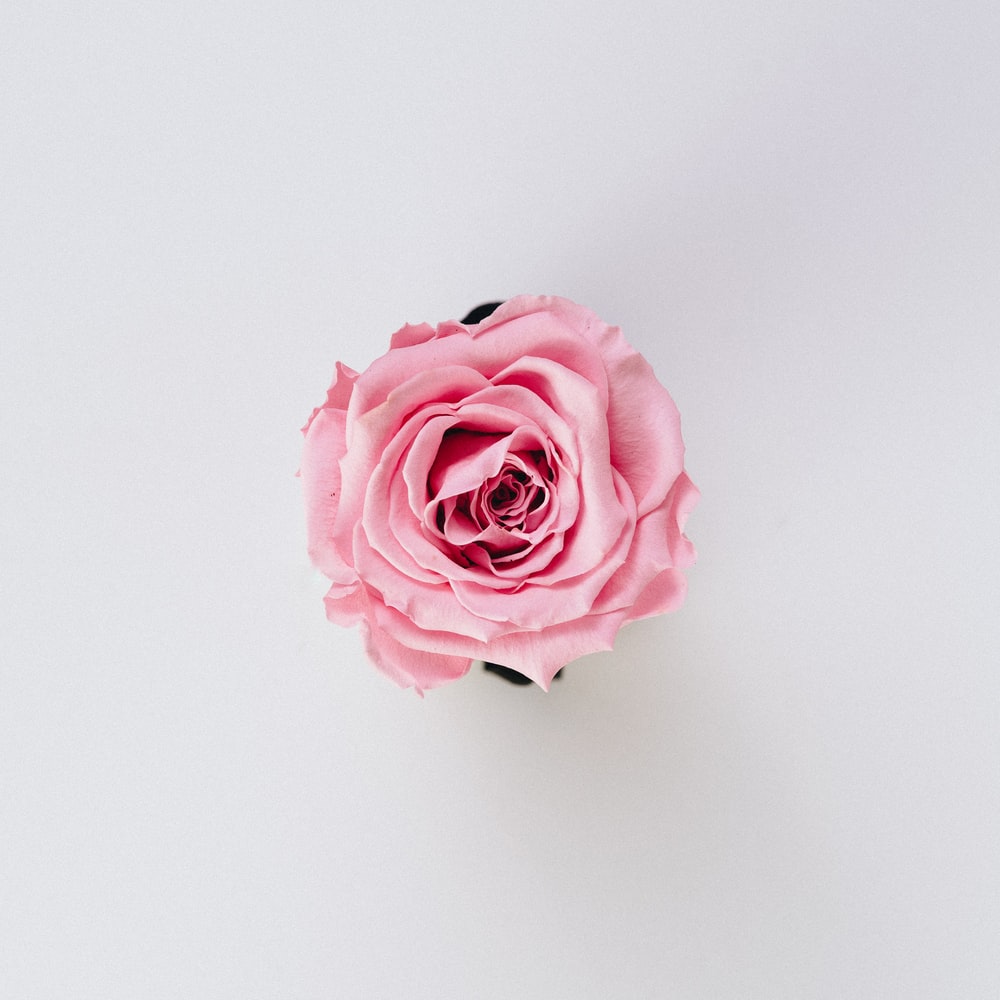 Pink Rose Pictures HD Image Stock Photos