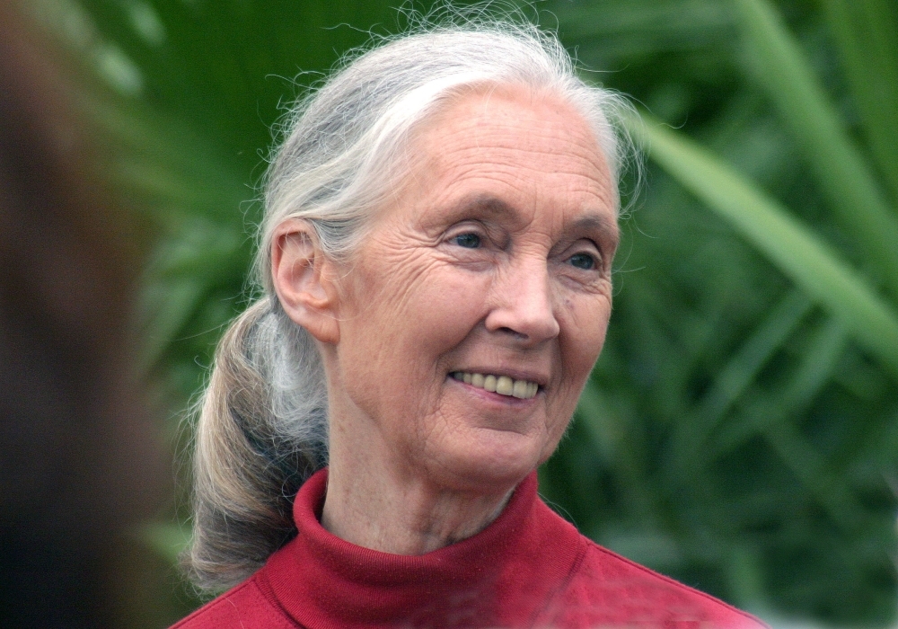 Pin Jane Goodall