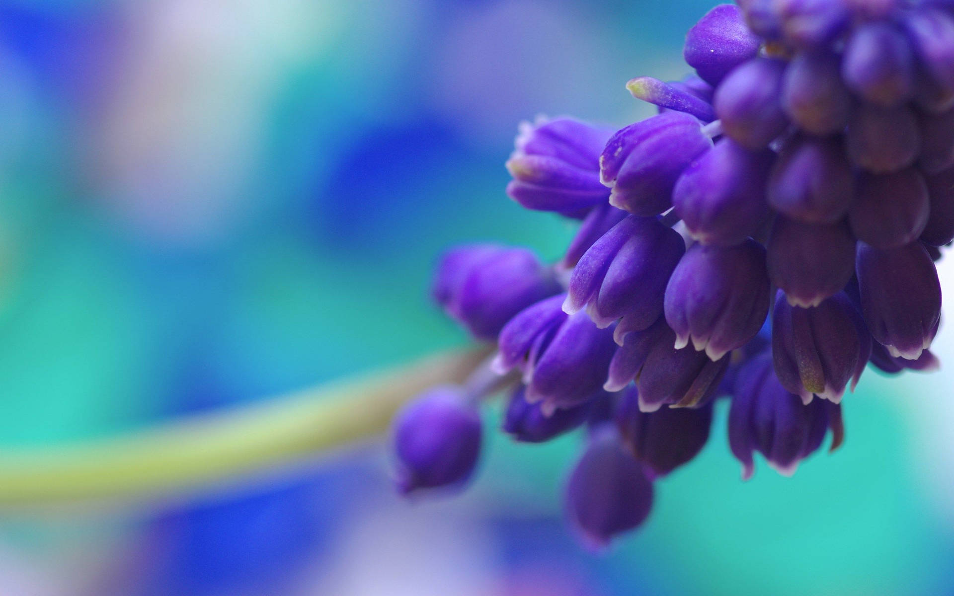 Purple Flower Desktop Wallpaper