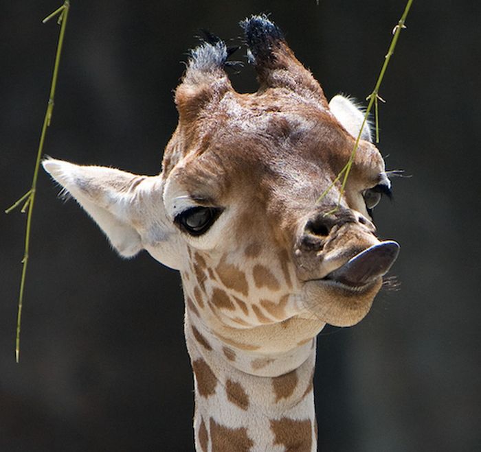 Muthu Cute Baby Giraffes