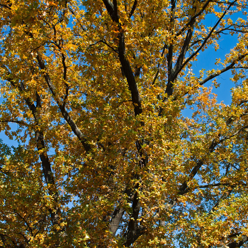 Pin Yellow Oak Tree Wallpaper Nature