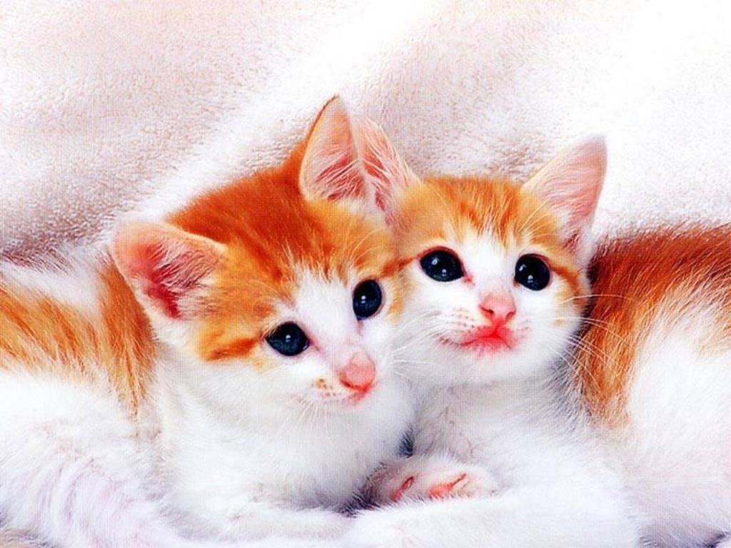 Cute Cats Evg Desktop Wallpaper In HD