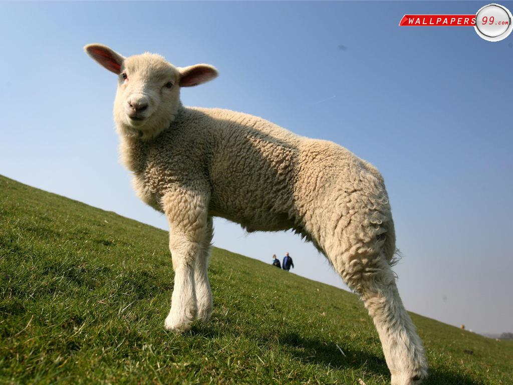 HD Animal Wallpaper Sheep