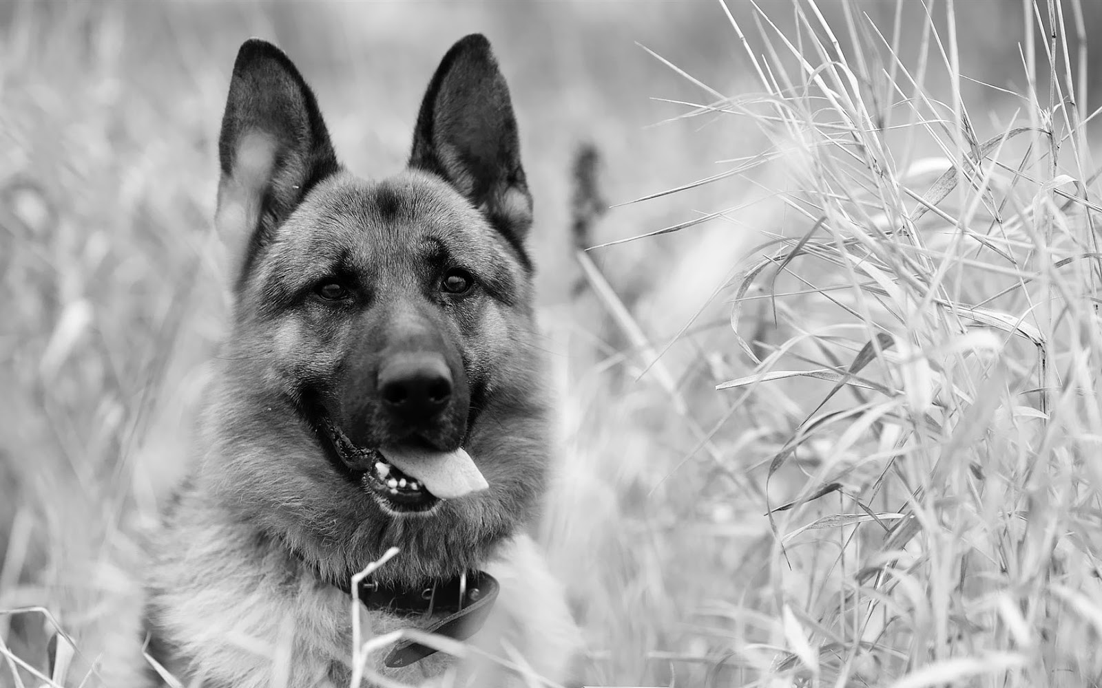 Black And White Wallpaper Of A Dog HD Animal Background Photo