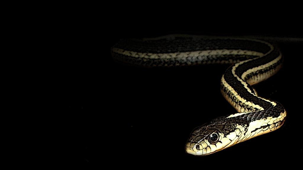 Eastern Garter Snake Wallpaper By Pareeeee