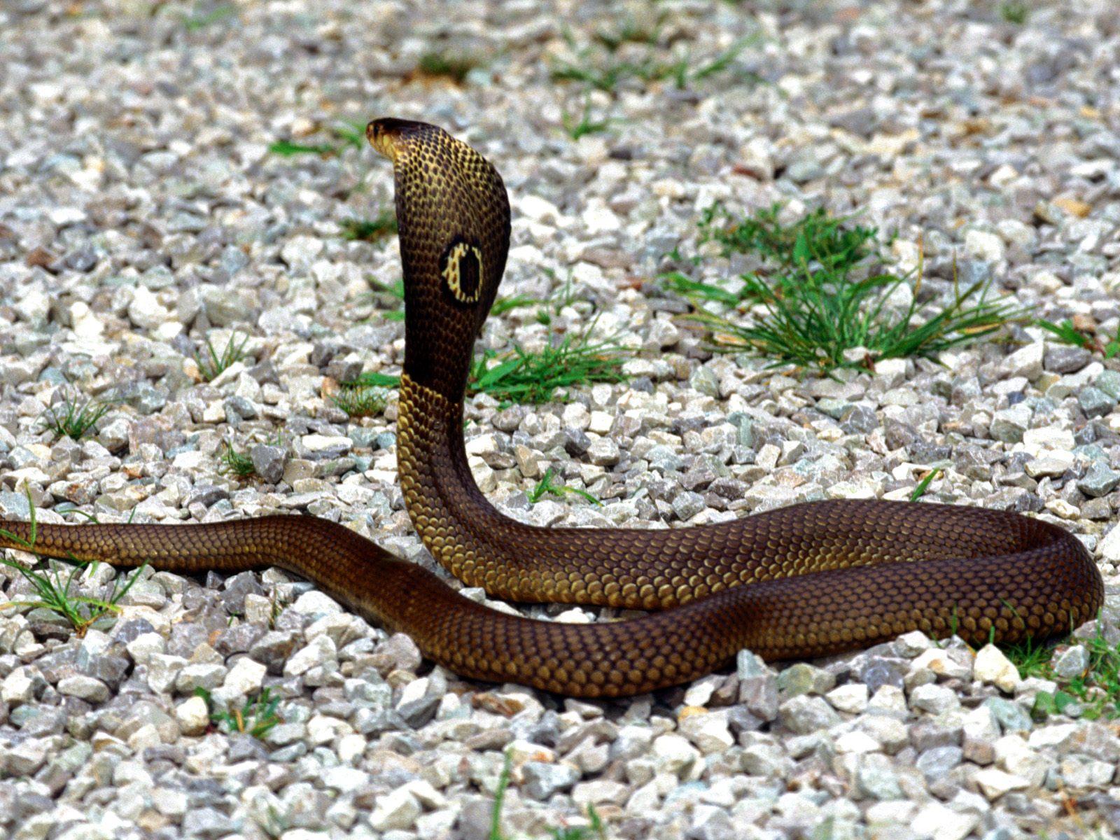 Anaconda Snake High Resolution Best Size HD Wallpaper