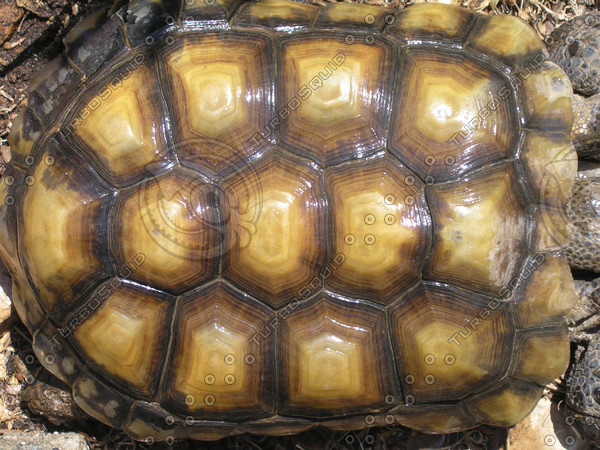 Shell Tortoise Faux