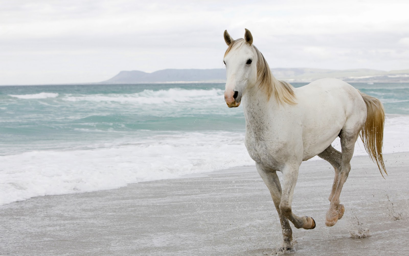 White Horses Wallpapers   Entertainment Only 1600x1000