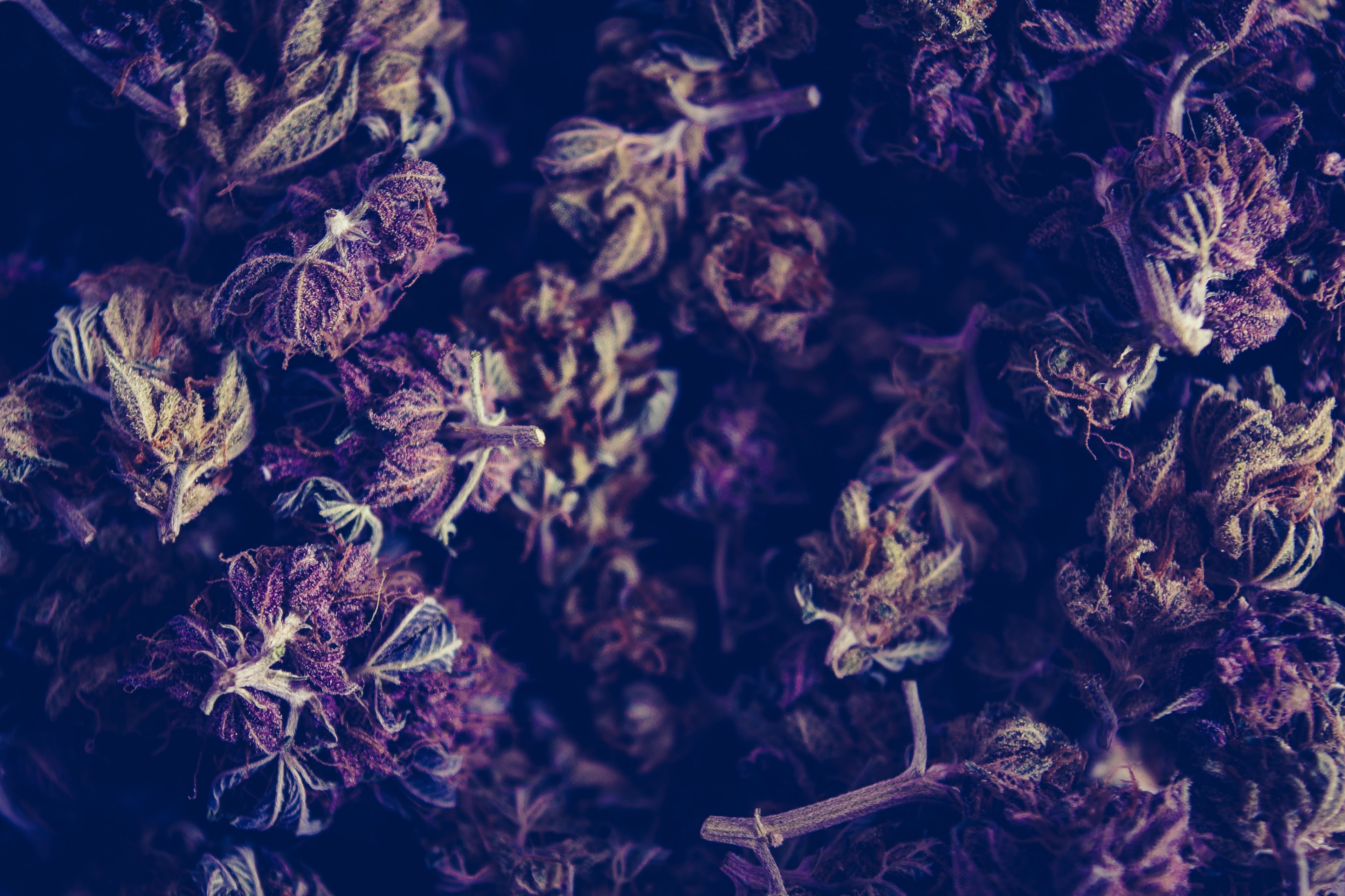 Marijuana Cannabis Weed And Pot 4k HD Wallpaper