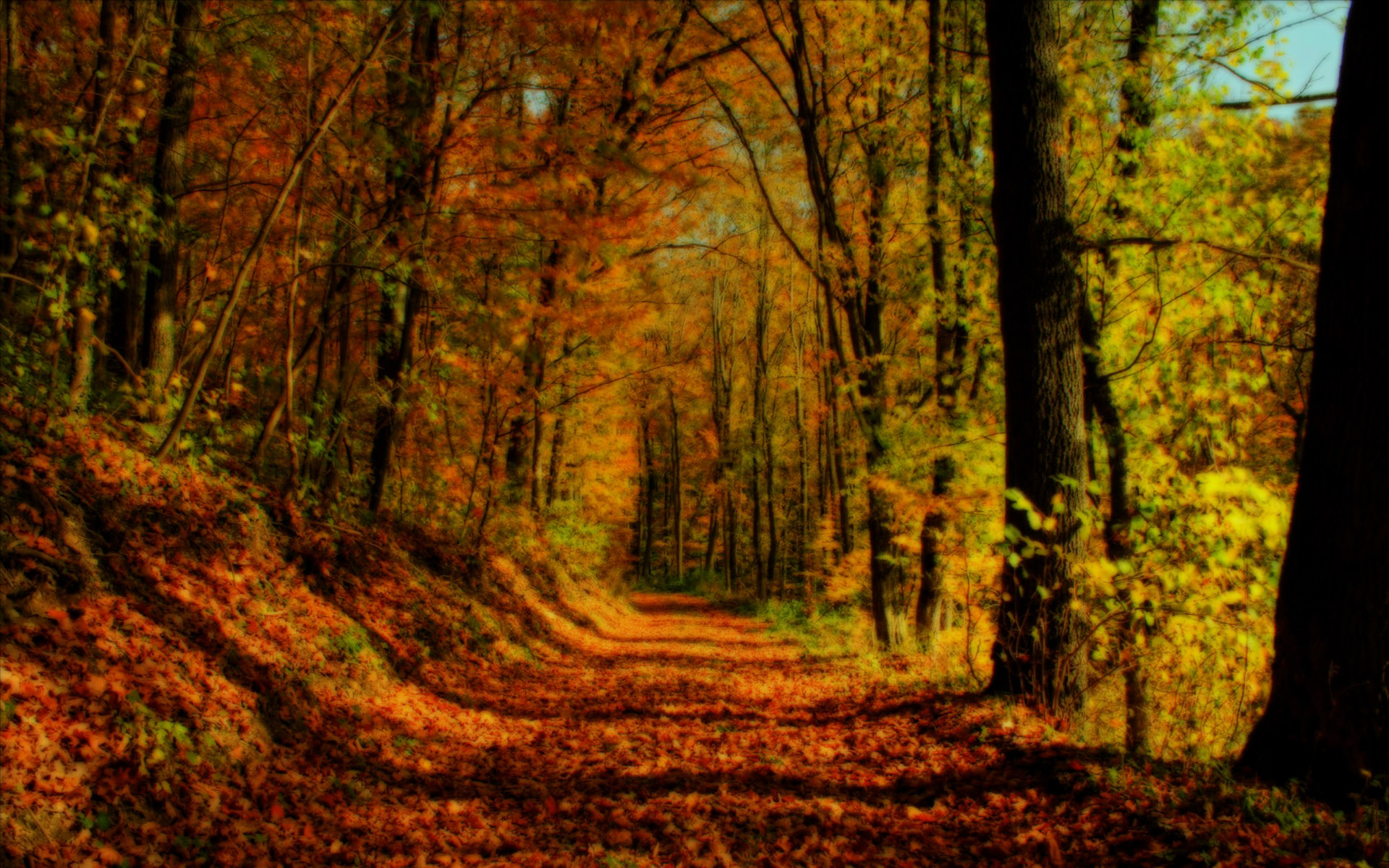 Fall Forest Background HD Wallpaper Background