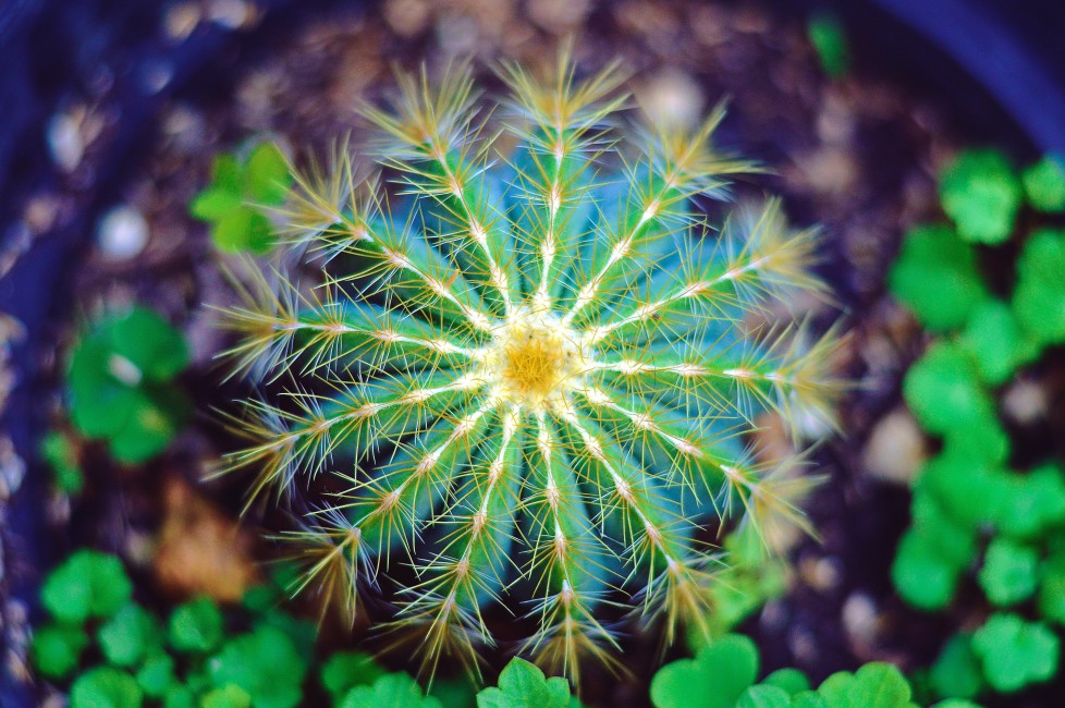 Cactus Flower Thorns Stock Photos Image HD Wallpaper