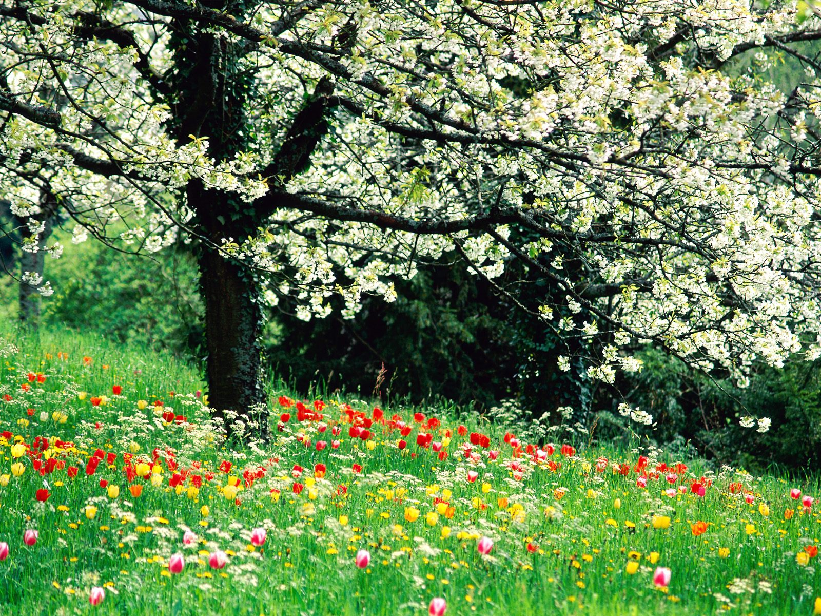 Only Nature Spring Wallpaper